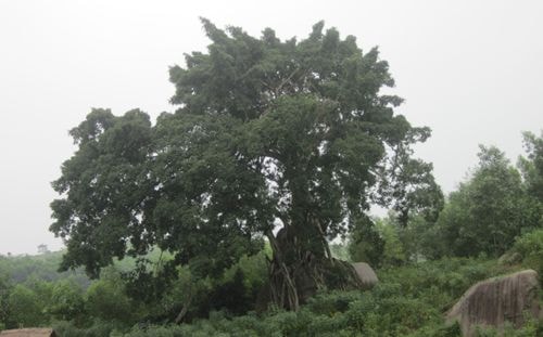 Cây sanh có chiều cao 27 m và tán lá 35 m. Ảnh: Hải Bình.