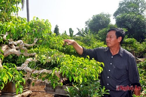 Ông Đặng Xuân Đình chăm sóc vườn cây cảnh.