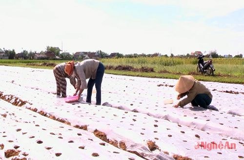 Sản xuất lạc đông ở Diễn Châu.
