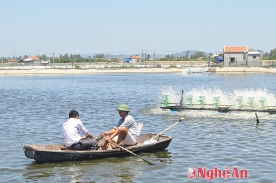 Nuôi tôm ở Quỳnh Bảng - Quỳnh Lưu. Ảnh Văn Hải