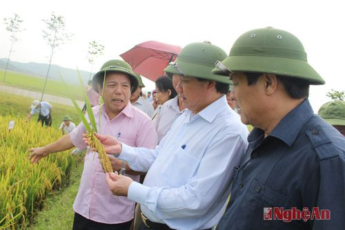 đồng chí Lê Quốc Doanh, Thứ trưởng Bộ NN&PTNT tham quan thực tế trên đồng ruộng