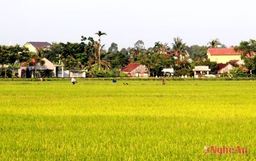 Đất  sản xuất  2  lúa ở xã Quỳnh Giang (Quỳnh Lưu) khó đưa vào quy hoạch CCN.