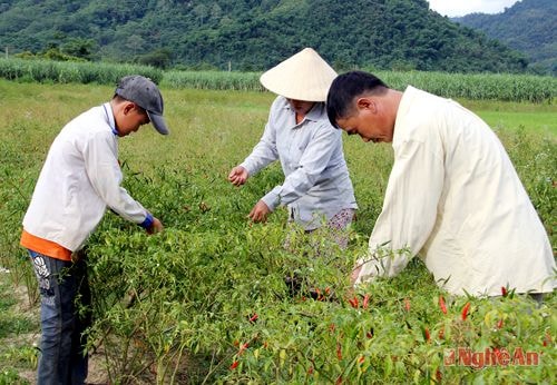 Người dân thôn 2/9, xã Châu Khê (Con Cuông) thu hoạch ớt.