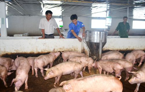 Đồng chí Lê Sỹ Hoàng (áo trắng) thăm trang trại chăn nuôi lợn công nghiệp trên địa bàn.