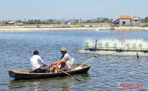 Nuôi tôm thâm canh (tại xã Quỳnh Bảng) là một trong những mũi kinh tế  trọng điểm của Quỳnh Lưu. Ảnh: Văn Hải