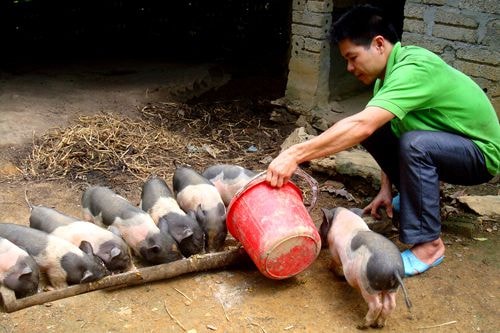 Anh Hà Văn Anh chăm sóc đàn lợn con.