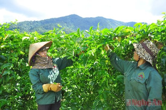 Chăm sóc cây chanh leo ở xã Tri Lễ (Quế Phong). Ảnh: Trần hải