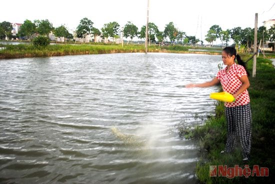 Chị Hồ Thị Hội ở khối 5, Thị trấn Đô Lương cho cá ăn.