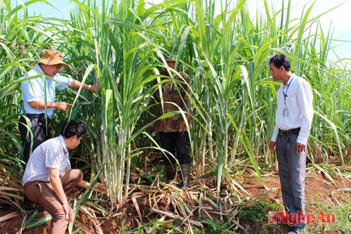 Mô hình mía siêu ngọt của anh Nguyễn Quang Trung, xóm Cát Mộng, xã Nghĩa Hiếu (Nghĩa Đàn). 