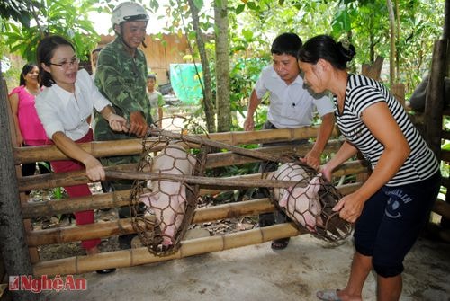 Gia đình chị Vi Thị Hường ở bản Tạng  (xã Tiền Phong) nhận lợn giống do Phòng Tư pháp huyện Quế Phong hỗ trợ.