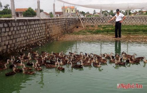 Anh Hồ Xuân Lý bên trại nuôi vịt trời.