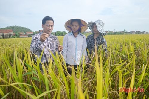 Mô hình liên kết sản xuất lúa chất lượng cao ở xã Quỳnh Diện (Quỳnh Lưu). 