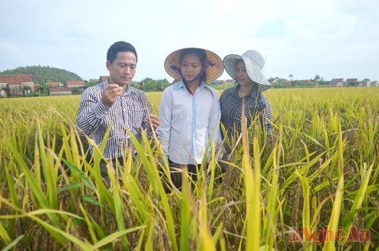 Mô hình liên kết sản xuất lúa chất lượng cao ở xã Quỳnh Diện (Quỳnh Lưu). 