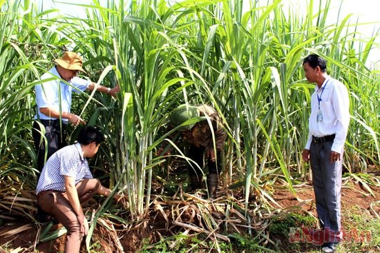 Kiểm tra mô hình Cánh đồng mẫu trồng mía tại lớn xã Nghĩa Phú (Nghĩa Đàn).