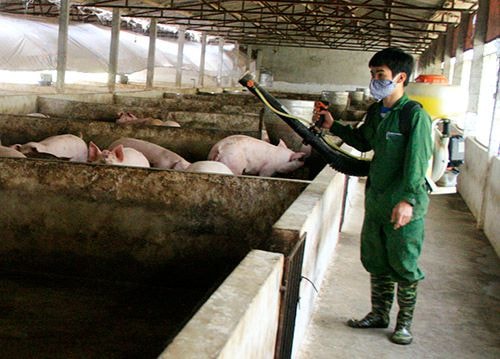 Phun thuốc tiêu độc khử trùng tại trang trại của ông Trương Đình Thống (Nghĩa Long, Nghĩa Đàn).