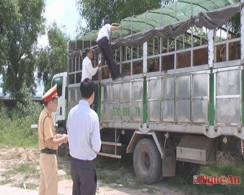 Ảnh: Trạm CSGT Diễn Châu bàn giao số bò bị bắt cho Trạm thú y Diễn Châu xử lý theo quy định của pháp luật