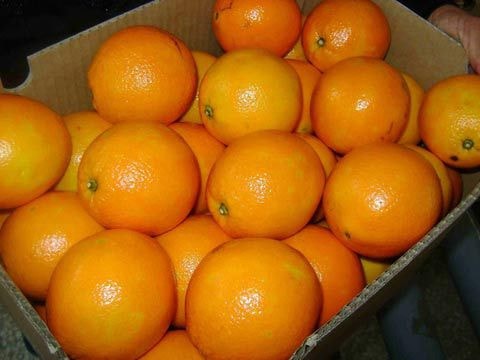  Cam Trung Quốc có màu tươi, sáng bóng, vỏ láng mịn.