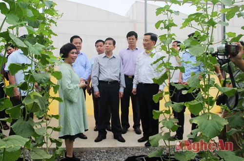 Tiếp đó, lãnh đạo Tập đoàn TH đến thăm khu sản xuất rau sạch tại khu nhà kính.
