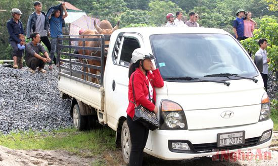 Nhiều đơn vị ở xa dùng xe chở bò đến thi đấu.
