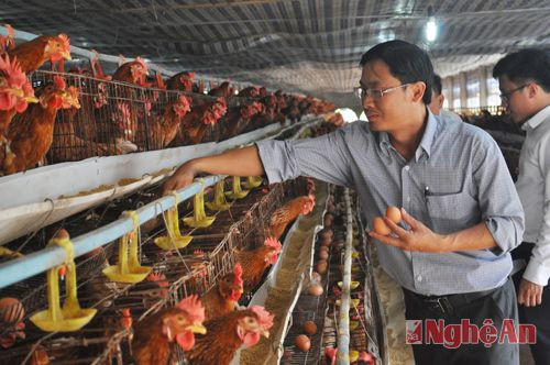 Đoàn công tác thăm quan trang trại chăn nuôi tổng hợp của ông Nguyễn Duy Tiến (xã Hưng Tiến, Hưng Nguyên)