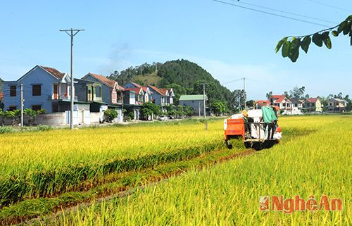 Nông dân Hưng Nguyên thu hoạch lúa hè thu bằng phương tiện máy gặt đập liên hợp