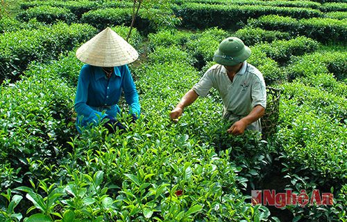 Thu hoach chè Hạnh Lâm