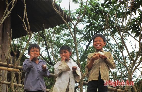 Cách đây vài năm, đây là hình ảnh thường gặp ở vùng cao xứ Nghệ. Các học trò nhỏ, dù thuộc đồng bào Thái, Mông, Khơ mú hay Đan lai, Ơ đu, thường đều tự nấu ăn ngày một lần, bữa cơm chiều, chỉ vắt cơm nhỏ, dúm muối trắng và vài quả ớt cay xanh...