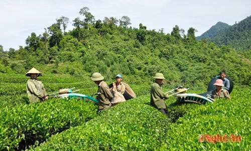 Thu hoạch chè ở Tổng đội TNXP 5.Ảnh: P.V