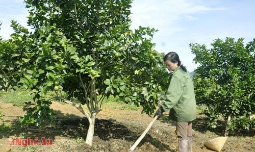 Chăm sóc cam ở Tổng đội TNXP 5.Ảnh: P.V