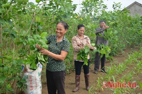 Gia đình chị Nguyễn Thị Tính (ở xóm Hoàng Châu) đã đầu tư trồng  4 sào giống dâu VH 13, thay thế cho giống dâu địa phương (dâu Hà Bắc). Giống dâu mới này cho năng suất 450 - 500 kg lá/sào, cao gấp 2 - 3 lần so với giống dâu địa phương... Theo chị Tính: Cây dâu có thể trồng được trên nhiều loại đất, chỉ sau 4 - 6 tháng cho thu hoạch lá; một lần trồng dâu có thể thu hoạch đến 10 - 15 năm. Mặt khác, cây dâu có thể trồng xen với các loại cây ngắn ngày như: lạc, đỗ tương, ngô, vừa tiện chăm sóc vừa đầu tư, cải tạo đất. 