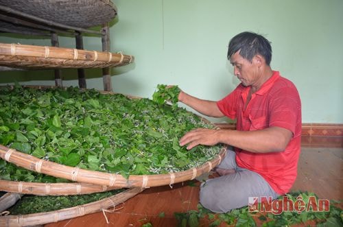 Nuôi tằm là khâu quan trọng nhất, quyết định đến năng suất, chất lượng sản phẩm kén, tơ... Vòng đời của con tằm từ khi trứng nở đến lúc chín thành kén trải qua 4 giấc ngủ. Con tằm cứ ăn liên tục 3 ngày đêm thì ngủ một ngày đêm. Đến giấc ngủ cuối cùng, tằm ăn liên tục (tằm ăn rỗi) trong khoảng 6-7 ngày thì đóng kén. Theo kinh nghiệm của người nuôi tằm, sau khi đã hết các thời kỳ ngủ để tằm nhả tơ, đóng kén đều thì phải đảm bảo 2h cho tằm ăn một lần.