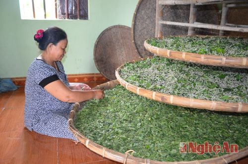 Chị Nguyễn Thị Mơ - ở xóm Xuân Châu chị đang phân loại tằm tốt tằm xấu; các nong tằm của gia đình chị đang ở giai đoạn ngũ 3, 8 ngày tuổi  