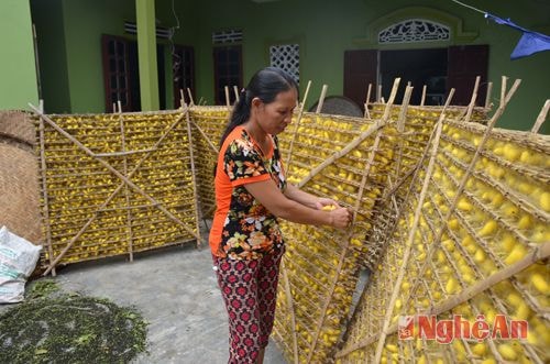 Khi tằm đang đóng kén, người nuôi phải hong nắng cho kén khô, thơm để khi ươm kén không bị tan, cho sợi tơ vàng óng, thuận lợi cho người ươm tơ.