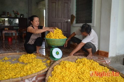 Nhà chị Hoàng Thị Xuân (ở xóm Xuân Châu) đã có 4 đời trồng dâu nuôi tằm. Nuôi một vòng trứng bình quân cho 12kg kén, với giá bán hiện nay là 65.000 - 70.000 đồng/kg kén, trung bình 1 tháng gia đình chị Xuân thu nhập từ 2,5 - 3 triệu đồng.