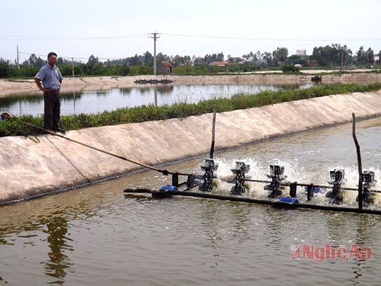 Vùng nuôi tôm VietGap tại HTX Lộc Thủy, xã Quỳnh Bảng (Quỳnh Lưu).