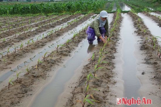 Nông dán Nghi Long