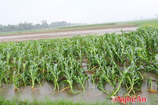Một số diện tích ngô gieo gieo gối vụ trước đó ở Nghi Long ( Nghi Lộc) cũng bị đổ