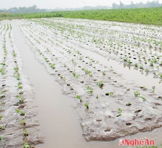 lạc đông bị ngập ở Diễn Trung, Diễn Châu