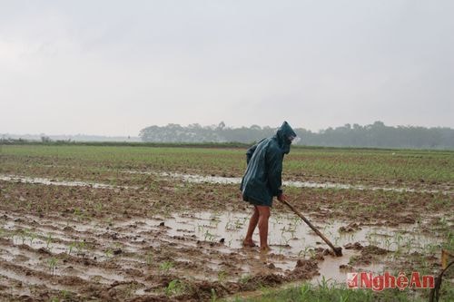 Ông Nguyễn Văn Huê, xóm 4 Nam tân, Nam Đàn khơi thông dòng chảy 