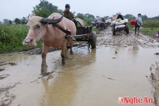 Vận chuyển ngô về nhà 