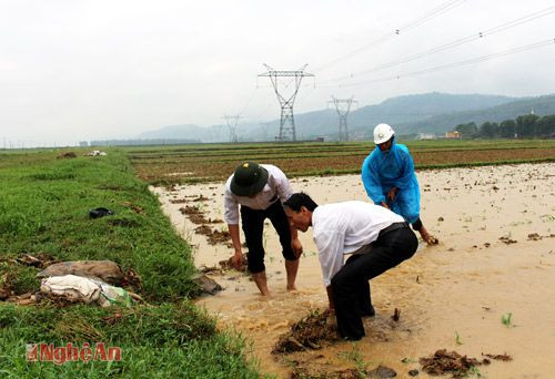 Người dân Nam Lộc (Nam Đàn) khơi thông dòng chảy “cứu” cây trồng vụ đông.