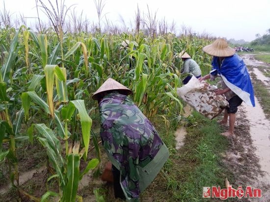  Nông dân Hội Sơn thu hoạch ngô chạy lụt