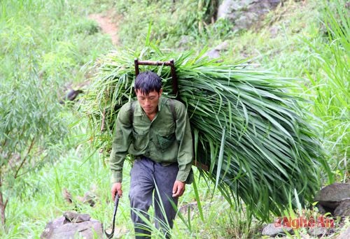 Vào mỗi buổi sáng, Lầu Bá Sành đều lên rẫy cắt cỏ sữa cho bò.