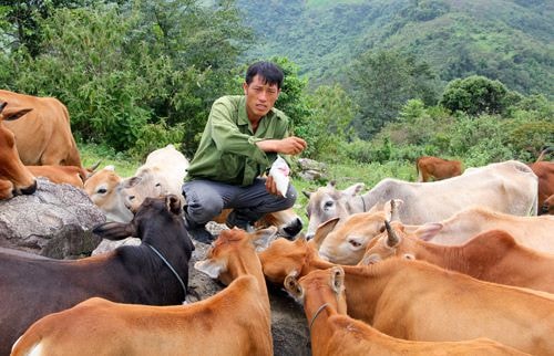 Lầu Bá Sành cho bò ăn muối.