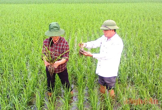 Kiểm tra lúa trên cánh đồng sau chuyển đổi ở xã Hưng Tân.