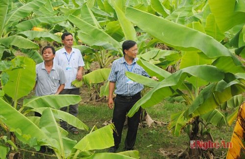Vườn chuối tiêu hồng của gia đình ông Vi Hải Lâm ở bản Chắn.