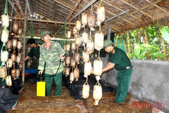 Cán bộ, chiến sỹ Tiểu đoàn 41 chăm sóc nấm tại khu tăng gia tập trung.