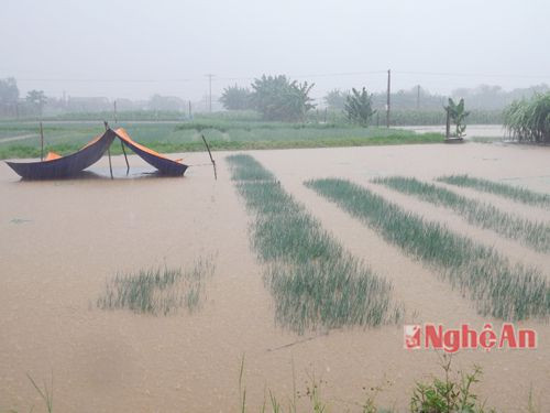 Mưa lớn khiến nhiều diện tích rau màu ở Quỳnh Lưu bị ngập, hư hỏng