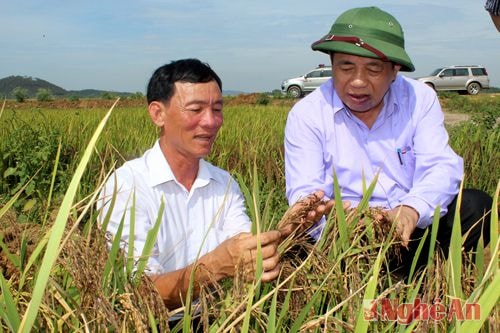 Chủ tịch UBND tỉnh trao đổi với ông Phan Văn Hòa về hiệu quả cây lúa giống thảo dược. Ảnh: nguyên sơn