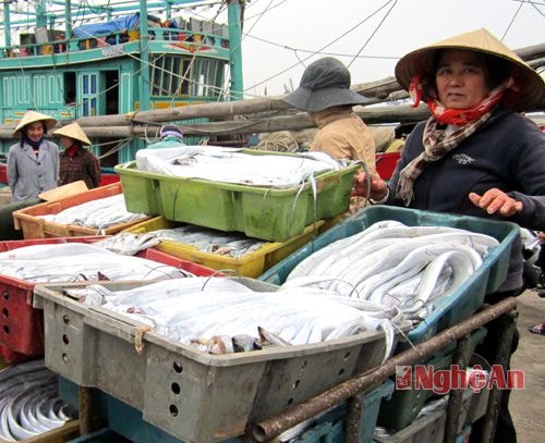 Trên Cảng cá Quỳnh Lập (TX. Hoàng Mai). Ảnh: V.H
